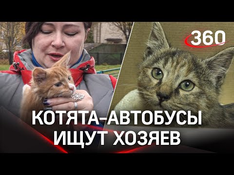 Котобусы ищут дом: сотрудники «Мострансавто» в поисках  хозяев для подкидышей