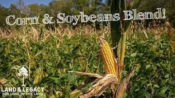 Mixing Corn and Soybeans in a Food Plot - Why?!
