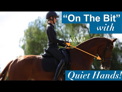 How do you get the horse on the bit and keep your hands quiet?
