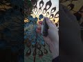 @bestechknives Nyrrdreki coming soon 2026 edc pinky flip