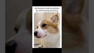 Memes Compilation Reels, drop your funniest comments