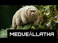 Medveállatka - Egy halhatatlan mikrobálna. Könnyen túlélhetne egy atomháborút.