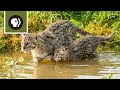 Fishing Kittens See Water For the First Time