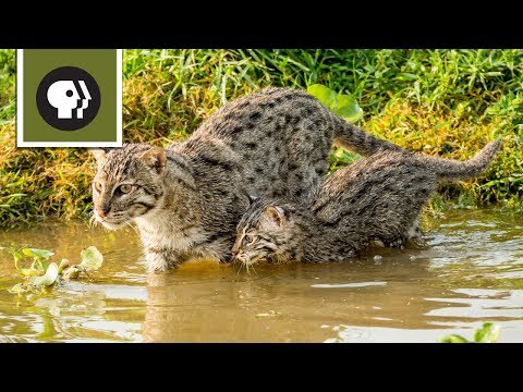 Fishing Kittens See Water For the First Time