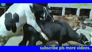 powerful bul meeting long time //animal production Tv HD