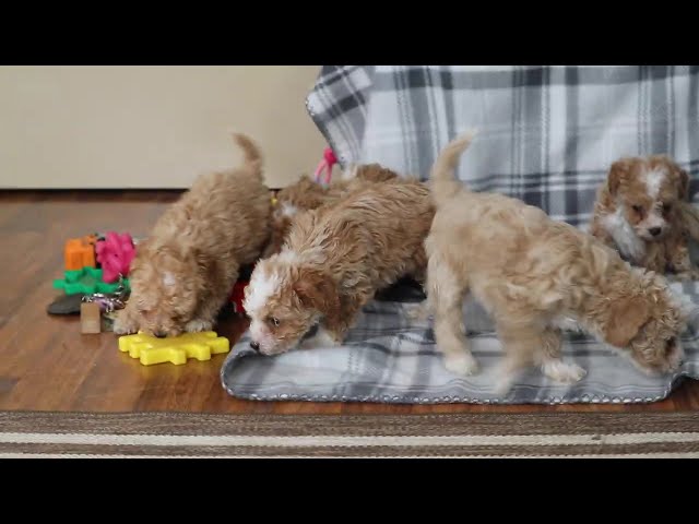 Necco video thumbnail