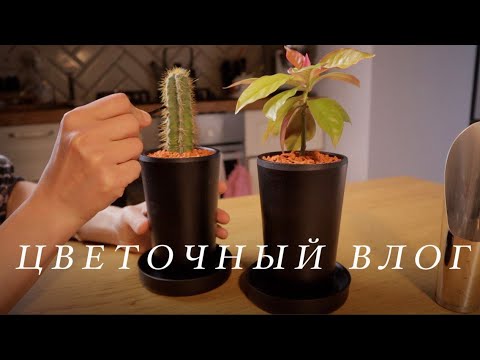 Цветочный влог |