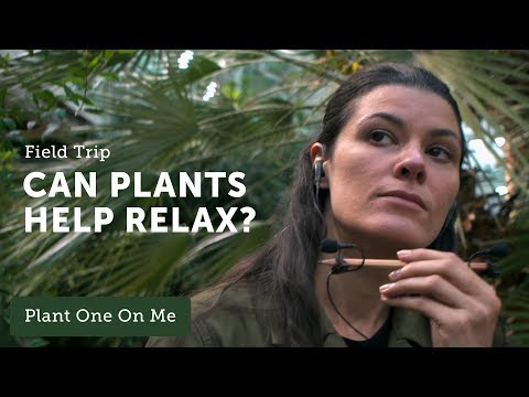 Ep 110. Botany at Bedtime — ASMR at Bergius Botanical Garden