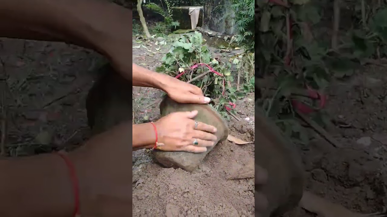 Remove the plant from the pot 