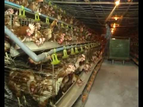 Video Mô hình nuôi gà đẻ siêu trứng tại xã Đồng Trúc - Thạch... - youtube