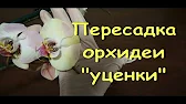 Орхидеи,узамба́рские фиалки,Самара🌺