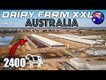  ferme de 2400 vaches en ensilage  australie