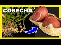 ✅MANÍ - CUÁNDO COSECHAR? TODO EXPLICADO 🥜 Cultivo de MANÍ O CACAHUATE  - Biología Botánica Aplicada