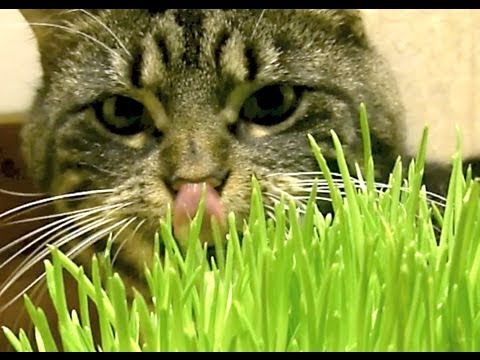 Video: Gräs För Katter: Typer, Fördelar, Hur Man Odlar Det Hemma, Vilken är Bättre Att Välja, Hur Man Avvänjer Ett Djur Från Att äta Andra Växter
