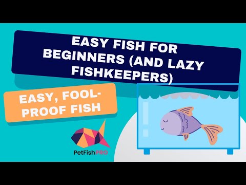 Easy Fish for Beginners (and Lazy Fishkeepers)