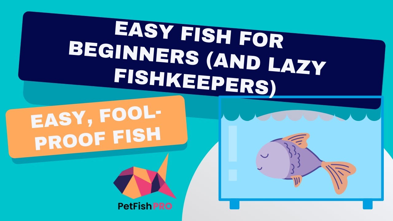 Easy Fish for Beginners (and Lazy Fishkeepers)