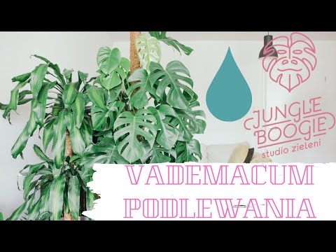 Wideo: Zasady Podlewania Roślin Domowych, ABC Ogrodu Domowego - 3