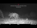 Black bear cubs spotted on Hood Mountain trail camera for first time ever