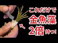【超もったいない】金魚藻がすぐに枯れるのは、これをしていないからです