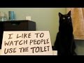 Ultimate Cat Shaming! - Cole and Marmalade