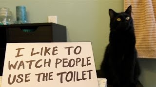 Ultimate Cat Shaming!  Cole and Marmalade