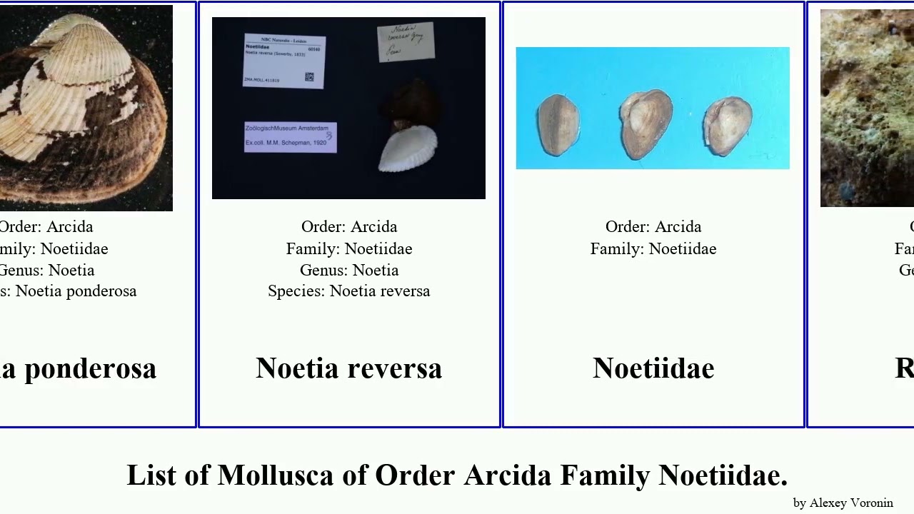 List of Mollusca of Order Arcida Family Noetiidae. ponderosa nigra solida Striarca Noetia Arcopsis