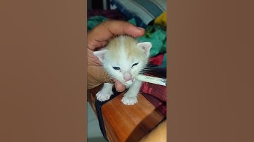 Cute kitten syringe feeding | How to safely syringe feed a kittten