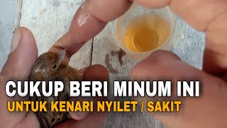 PENANGANAN KENARI NYILET / SAKIT || TERNAK KENARI