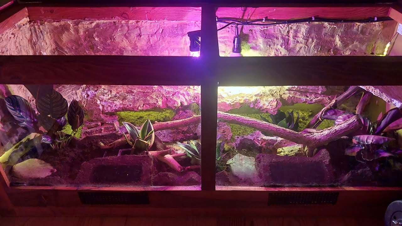 Zrobiłem terrarium bioaktywne! Droga przez mój kilkudniowy projekt.