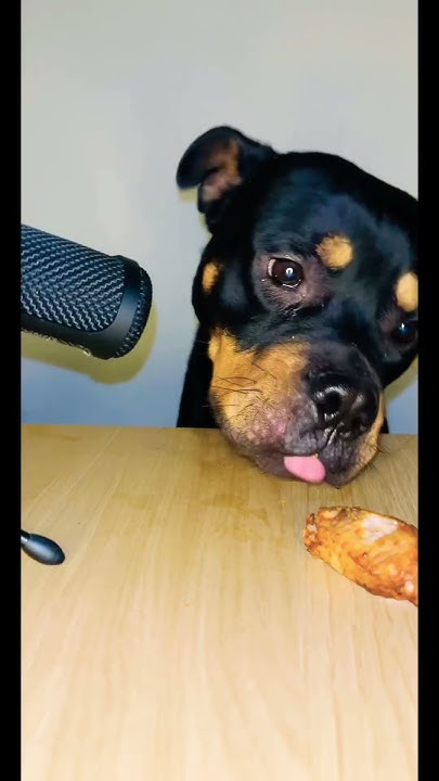 funny-dog-eats-cooked-chicken-reaction-shorts-short-viral-fyp-youtube