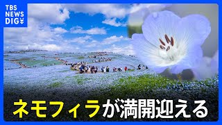 辺り一面を青色に　ネモフィラが満開迎える　茨城・国営ひたち海浜公園｜TBS NEWS DIG