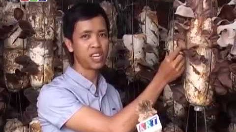 Nông nghiệp: Kỹ thuật trồng nấm mèo (mộc nhĩ)