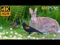 Vido pour chat  gracieux oiseaux dt lapins cureuils  8 heures 4kr 60fps