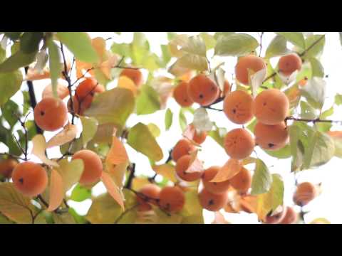 GD პედია -  ქეთო პაიჭაძე - სოციალური სტიგმა