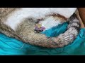 Cat giving birth part 6 - second baby is coming out ولادة قطة وخروج الجنين الثاني الجزء السادس