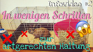 Was braucht ein Zwergkaninchen im Käfig?