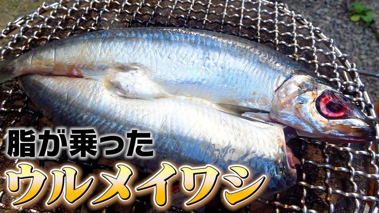 【迎え酒】脂が乗ってるけど締まったイワシが美味しすぎた！
