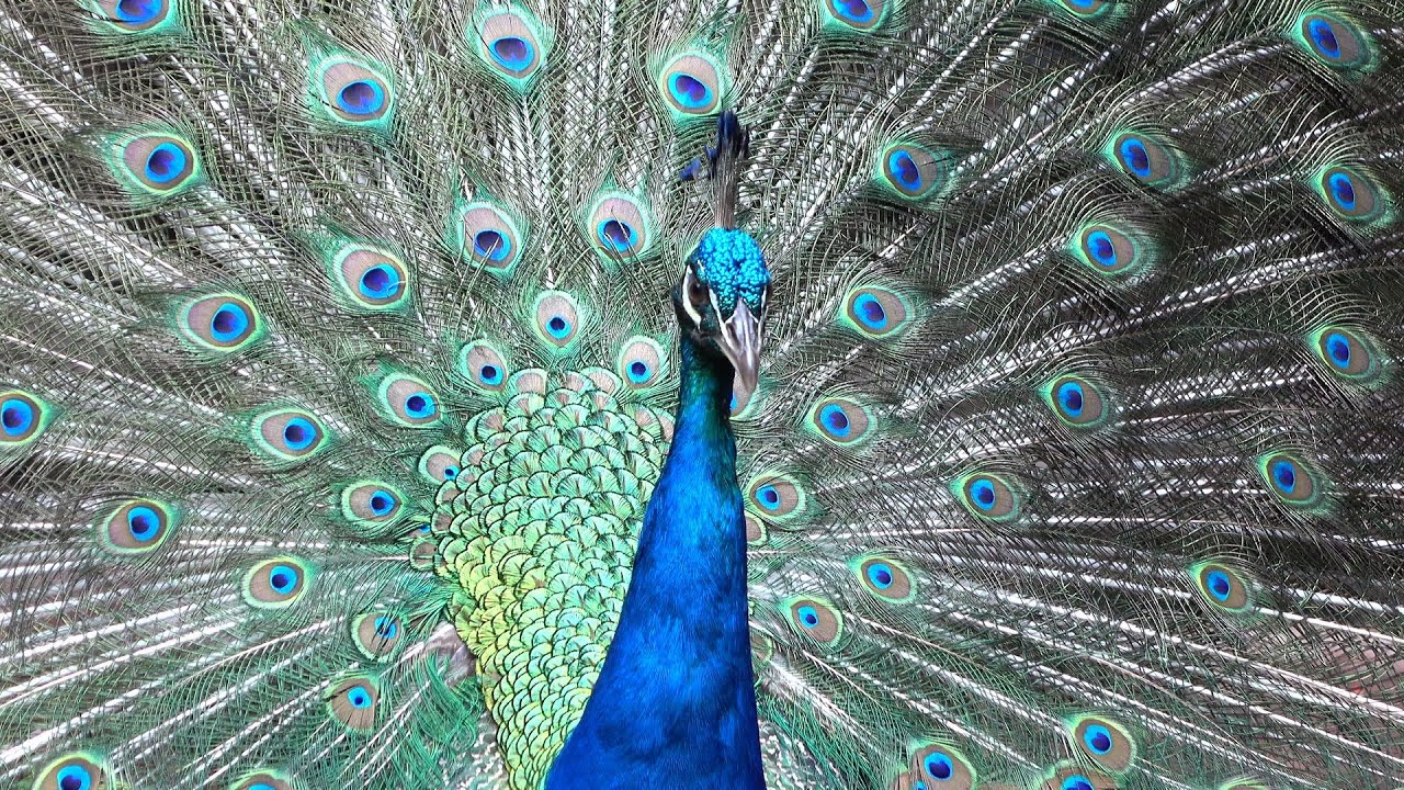 Indian Peacock Opening its Feathers | Peacock Dance | Peacock Train Rattling