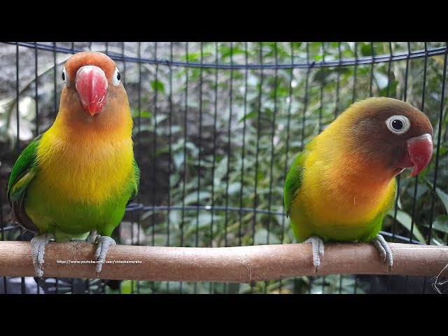 Lovebird Singing u0026 Chirping Sounds - Green Fischer Pair class=