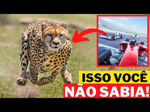 Vídeo: Curiosidades sobre animais africanos: a chita