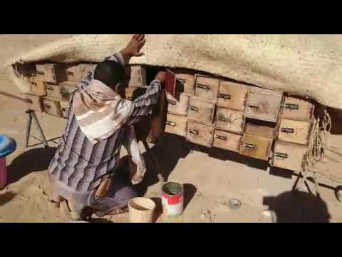 عملية استخراج العسل من المناحل
