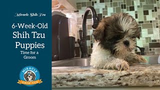 6 week old Shih Tzu Puppies:  Grooming Routine and Demonstration