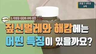 [초등 과학 5-1] 5. 다양한 생물과 우리 생활 - 4~5차시 짚신벌레와 해캄에는 어떤 특징이 있을까요?