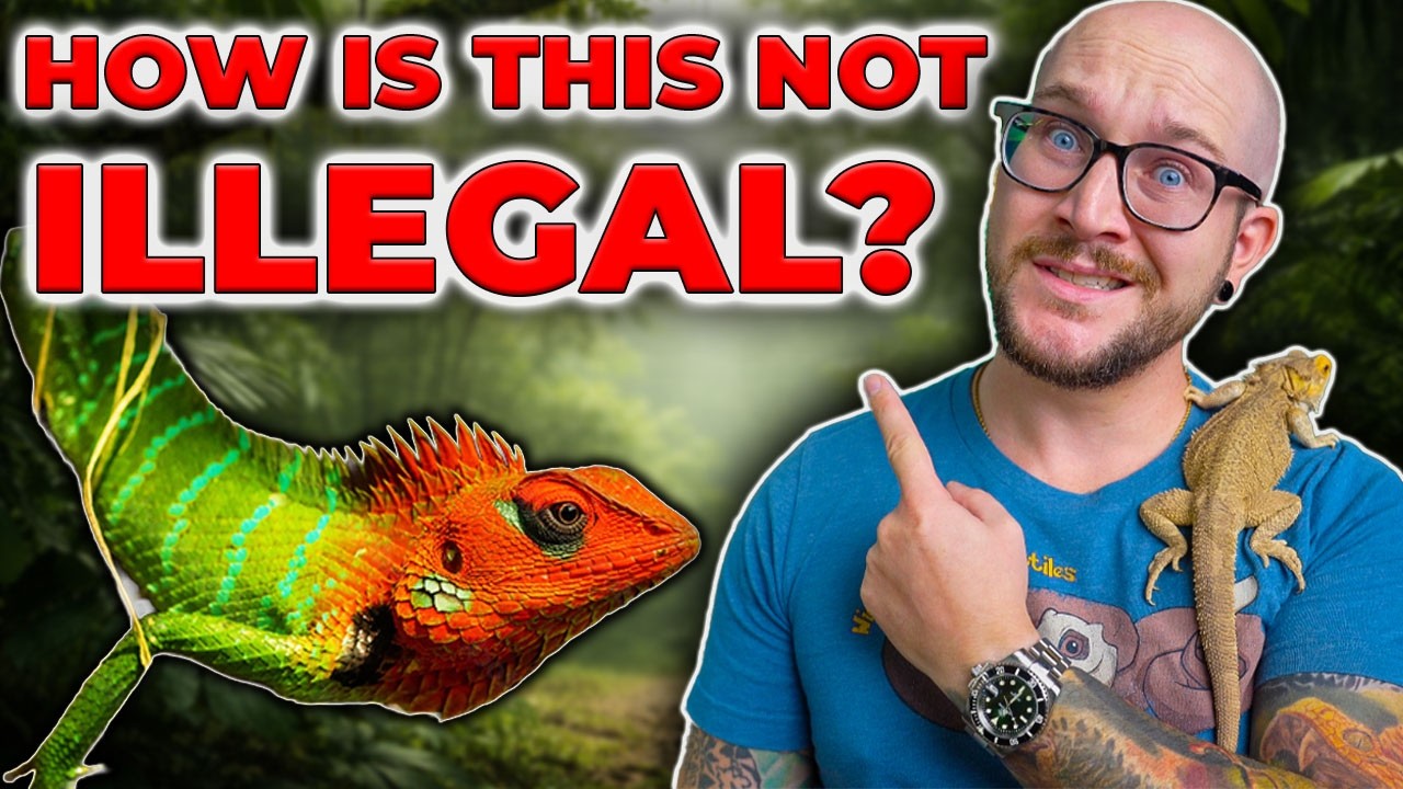 Вы ошибаетесь насчет животных, пойманных в дикой природе!