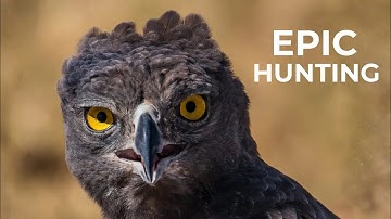 3 Most BRUTAL Eagle Attacks Ever Filmed | Predator Vs. Prey!
