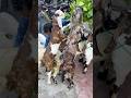 Mini goat #viralvideo #goat #azharvlogs #trendingshorts #shortvideos #animals #bakramandi #shorts