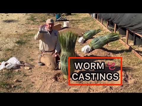 Video: Big Bend Yucca Info: Lær om dyrkning af Yucca Rostrata-planter