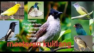 cocok untuk masteran kutilang anak isian mewah #masteranjernih  #masterankutilang  #kutilangisian