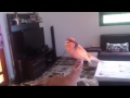 My Hand Tame Canary