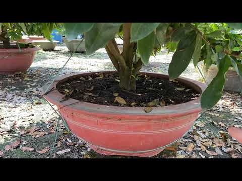 Video: Tại Sao Ficus Rụng Lá